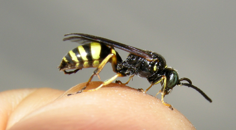 Crabronidae:Gorytes laticinctus